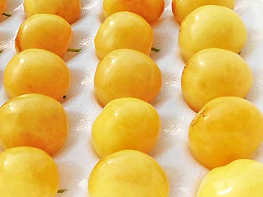 Amazon.co.jp: 北海道増毛・旭川産 黄色いさくらんぼ 月山錦（2L